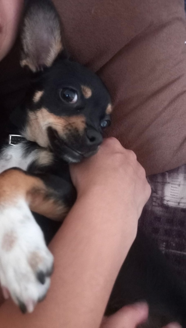 Пропала собачка 🐶 розовый ошейник с камушками на шее ...
