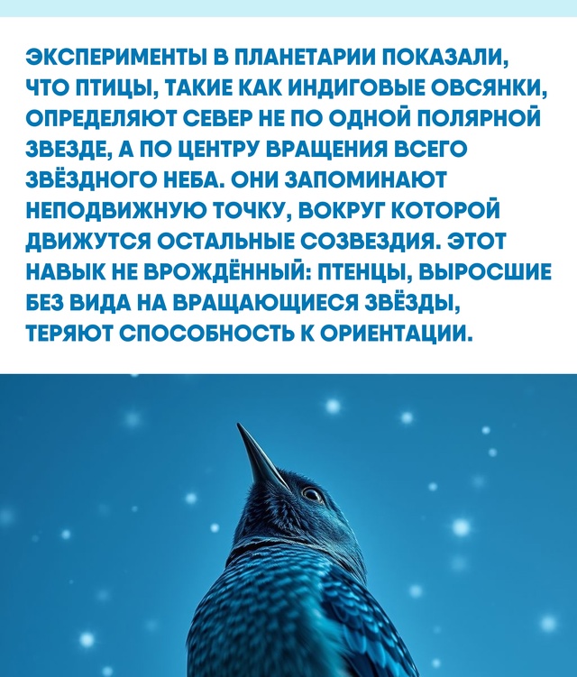 Ежегодные миграции заставляют птиц преодолевать тыся?...