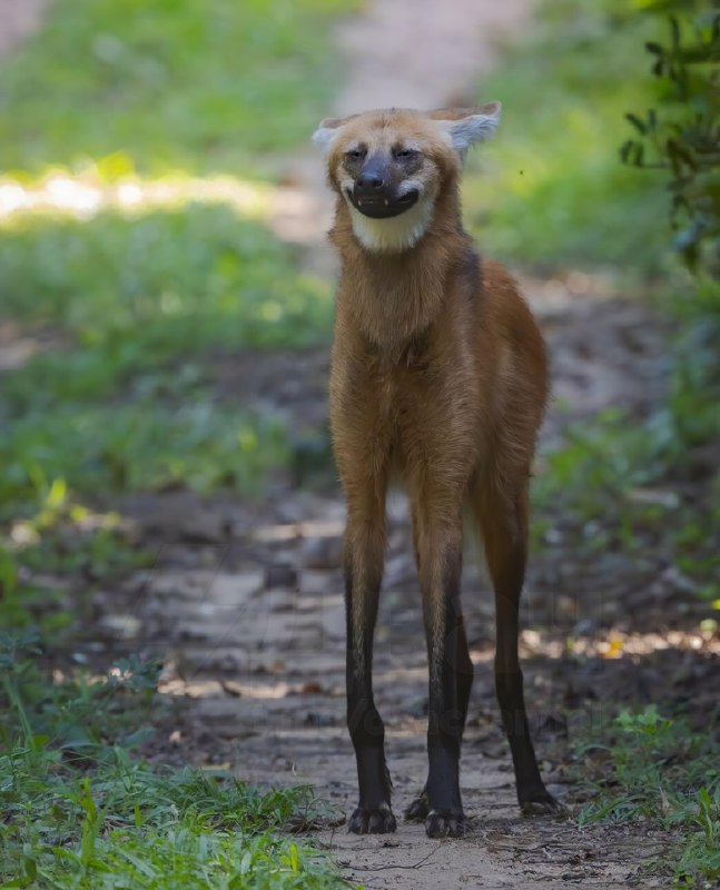 Новая звезда соцсетей — самый безобидный волк породы гуара, который обитает в Южной Америке
Это оче