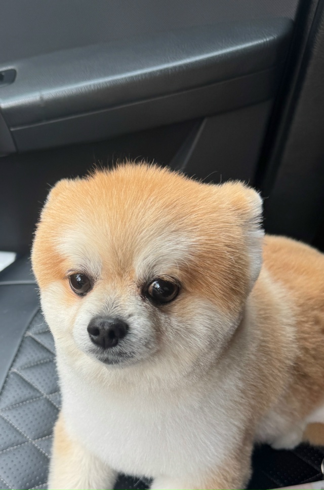 Потерялась собака, порода шпиц, если кто забрал вернит?...