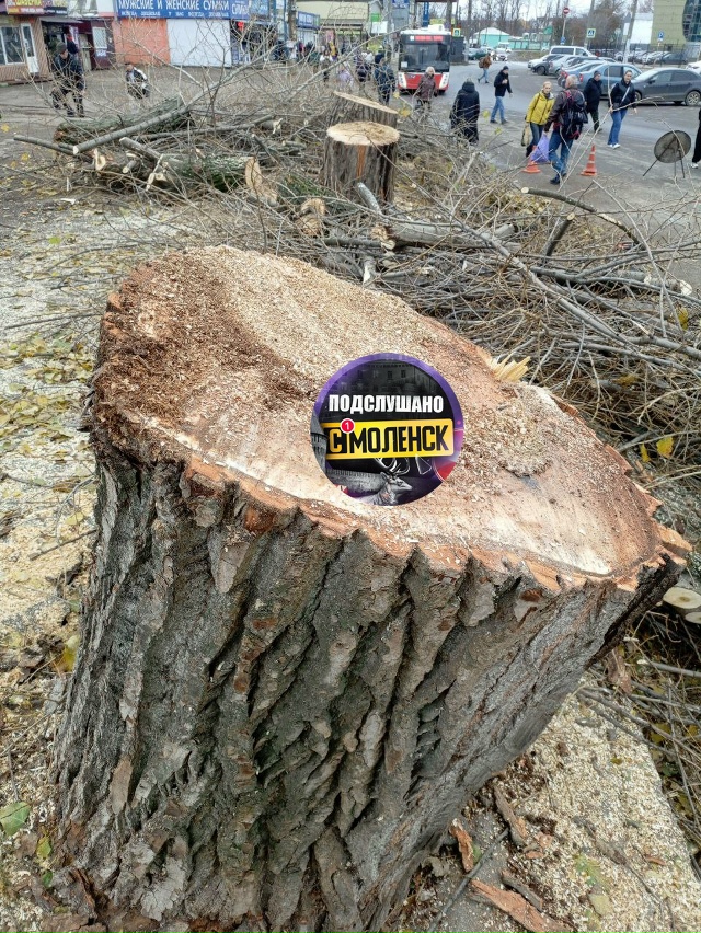 Власти города руками Зеленспила продолжают уничтожат?...