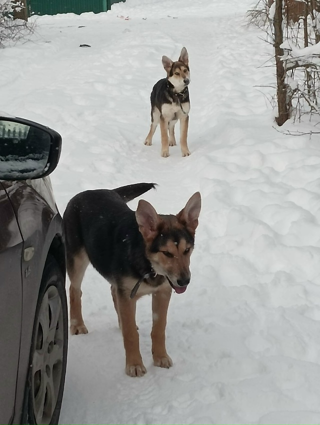 ️🆘️Ленобл.
Щеночки в СНТ. Им 1,5 месяца. Две девочки. Ма...