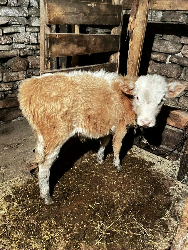 Продается бык , цена 40к , по всем вопросам обращайтесь п...