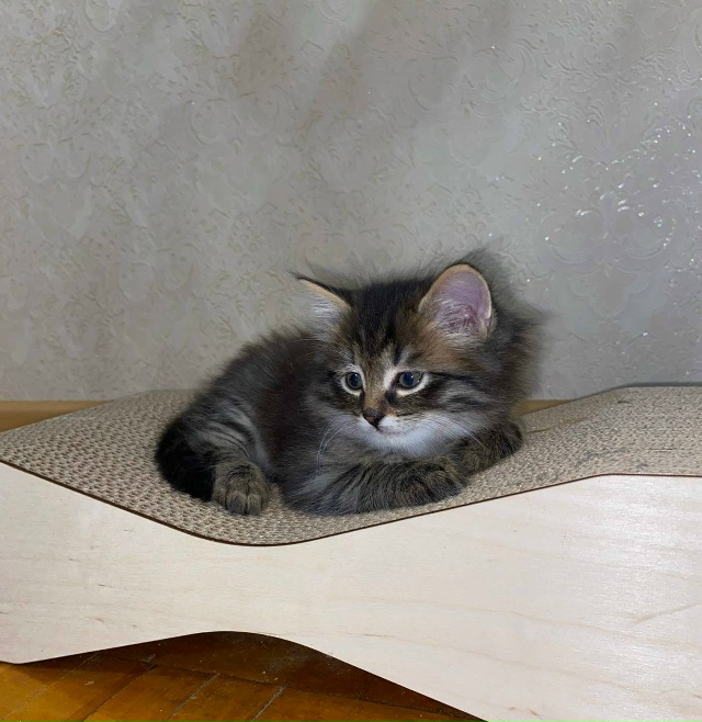 Ежедневно в 21 час по местному времени Ваши вопросы.
1⃣ ...