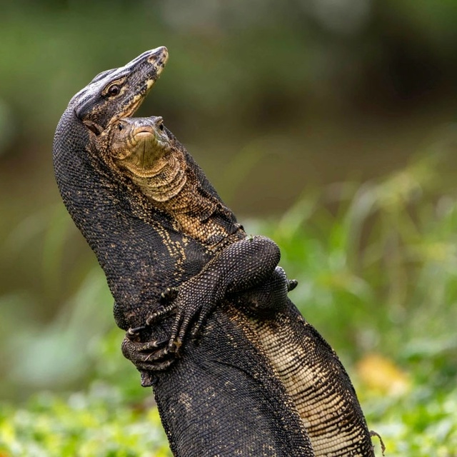 👉Объявлены финалисты конкурса самых смешных фото дик...