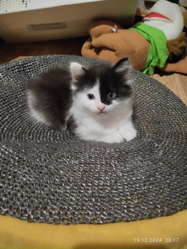 Потерялся кот (на фото ещё котенок) окрас тот же, возрас...