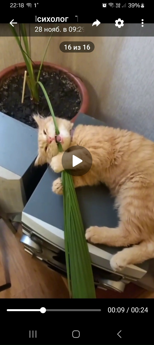 Котик ищет дом,на вид 6 месяцев,оказался на улице.Очень ...