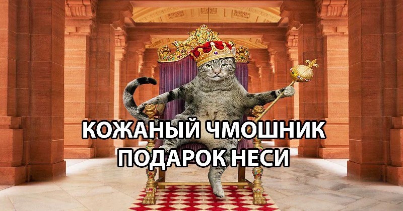 70% россиян с питомцами планируют купить им подарки на Новый год.
Эксперты отмечают, что домашние