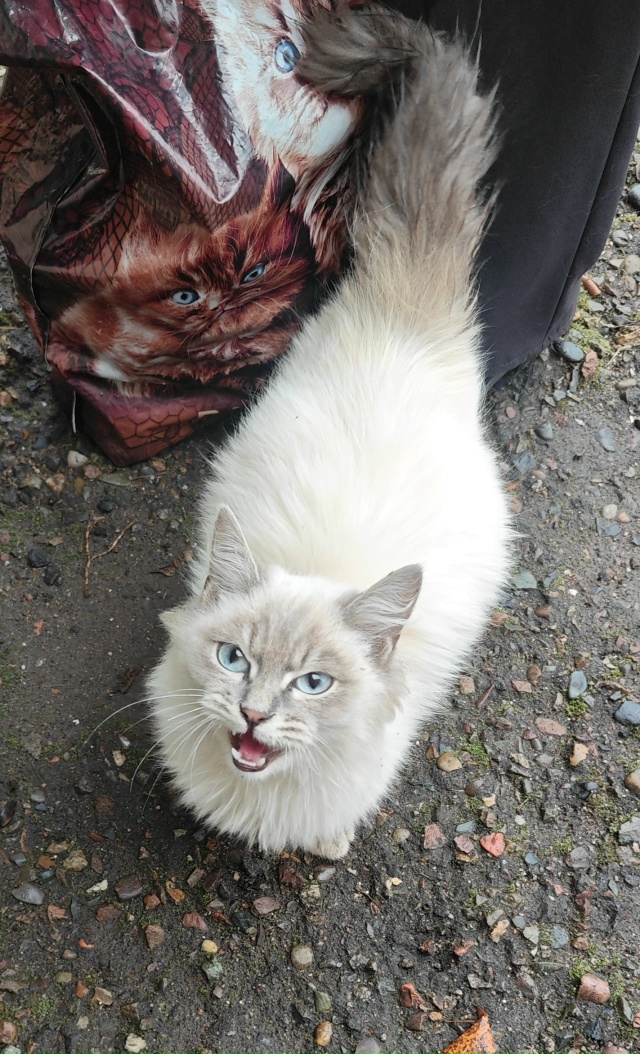 г. Заозерный . Пристраиваются чудесные котятки чудесно...