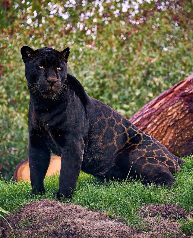 Звезда Амстердама — ягуар Нерон. Чёрный ягуар по имени...