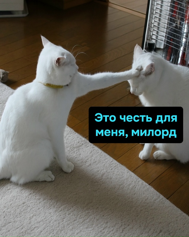 Так передаётся древняя сила беспричинного ора и внеза?...