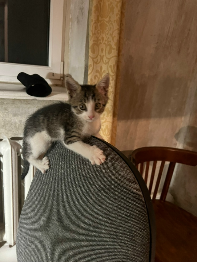 потерялся кот , в районе 4 школы, если кто то забрал отда...