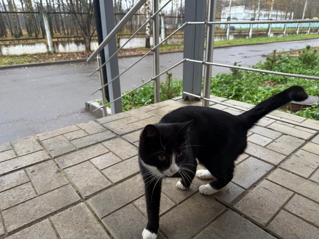 Добры день , у больницы бегает котик , очень ласковый , д...