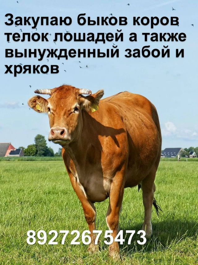ЗАКУПАЮ НА МЯСО И ЖИВЬЕМ
БЫКОВ,КОРОВ,ТЕЛОК,ЛОШАДЕЙ,ХРЯ?...
