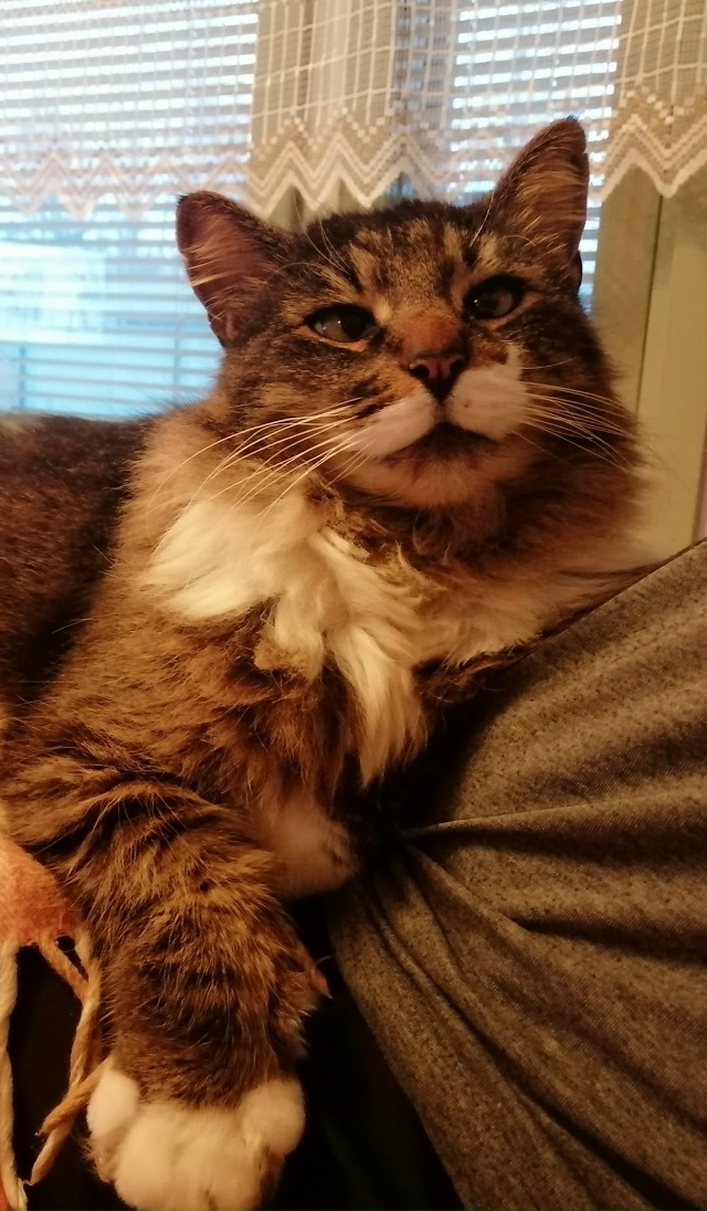 Мои любимые ребятушки!
Бесподобные котики и собачки!
?...