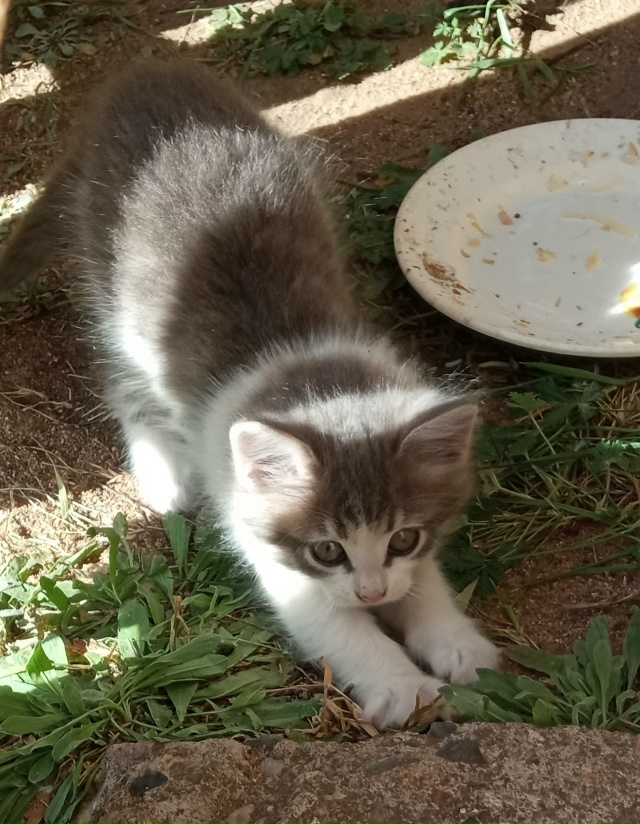 Бездомные. Котики. Пристрой. Живут у ДК в п. Борисогле...