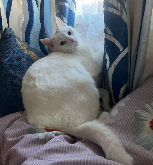 Ну альфонс настоящий