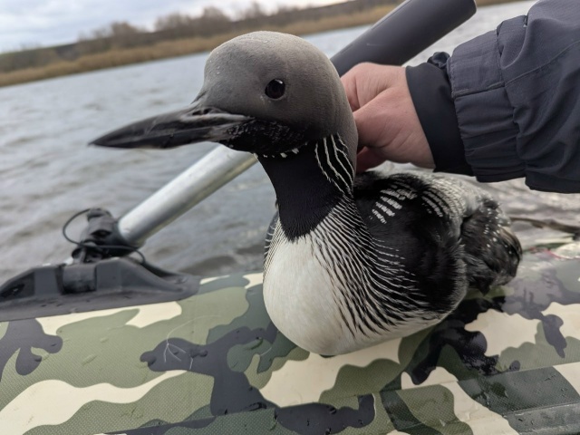 ❤ Трогательная история спасения чернозобой гагары пр?...