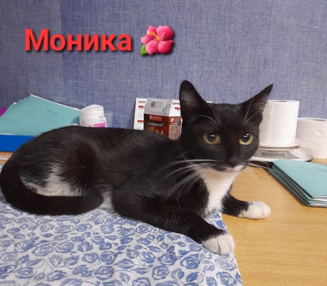 🥀Очаровательные кошечки Моника и Шанти ждут любящих ?...