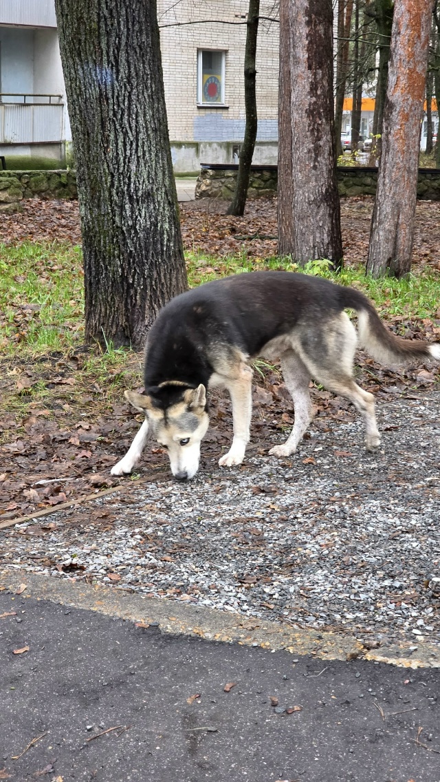 Чей потеряшка? Бродит около сказки и дома учёных.