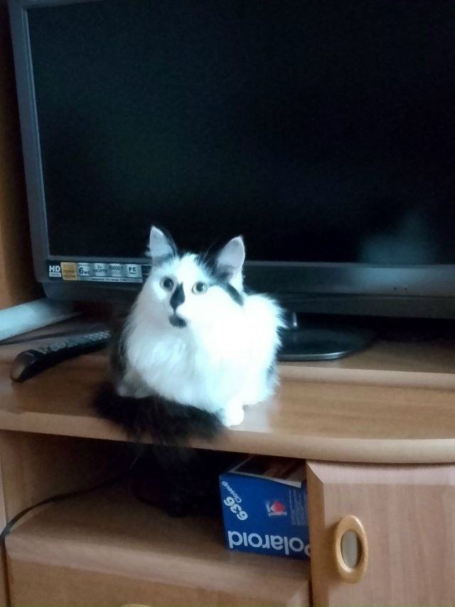 5 августа 2025 года пропала наша кошка Соня в СНТ 