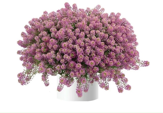 Предлагаю выращенные с любовью садовые вегетативные ц...