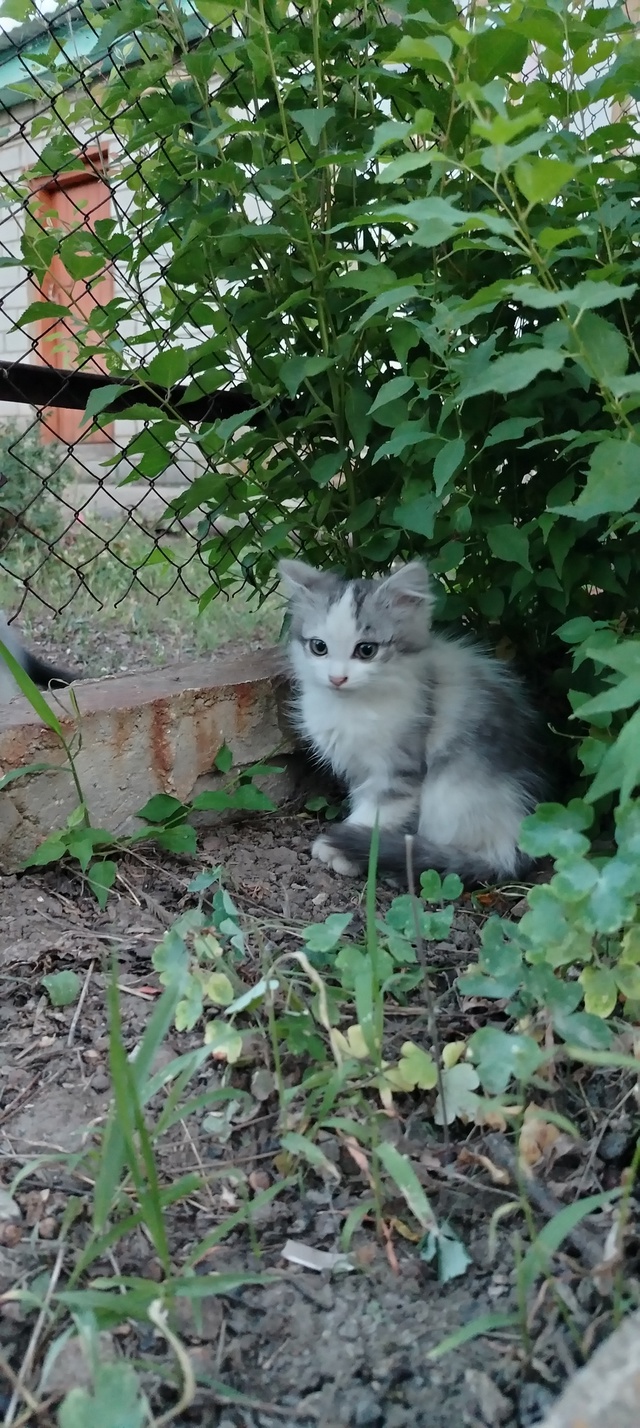 Отдам котят в добрые руки🐱
От кошки мышеловки .
Возрас...
