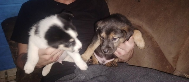 Щенят ждёт улица😭😭😭😭😭
Ищут дом,СРОЧНО 🏡🤞🏼
На ...