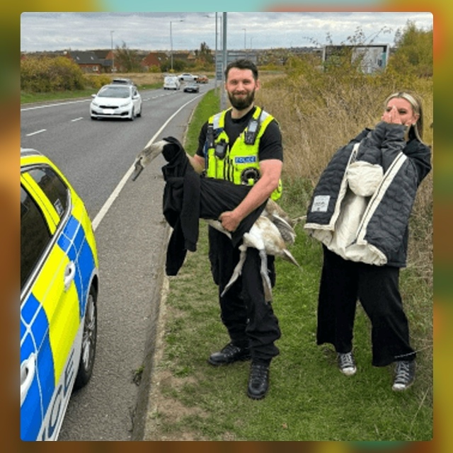 Безумные приколы
Иногда самые дерзкие нарушители — эт...