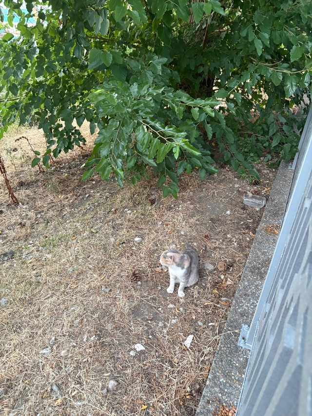 Анапские коты №3
#котоохота