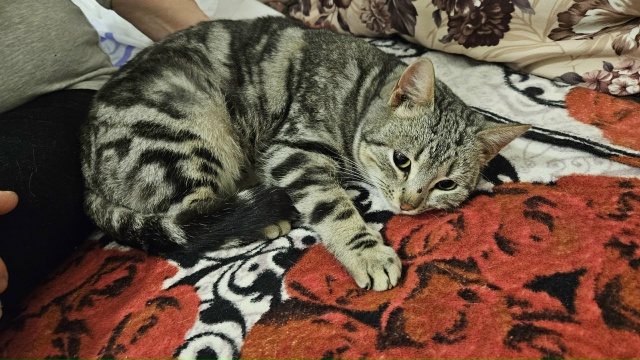 НАШЛИ КОТА❗
Нашли кота около подъезда ул. Девичье поле...