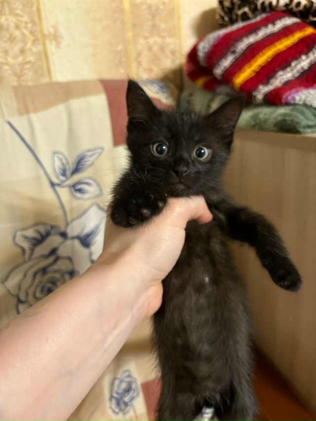 Отдам котенка-мальчик 🐈‍⬛
Возраст 2 месяца. К лотку п...
