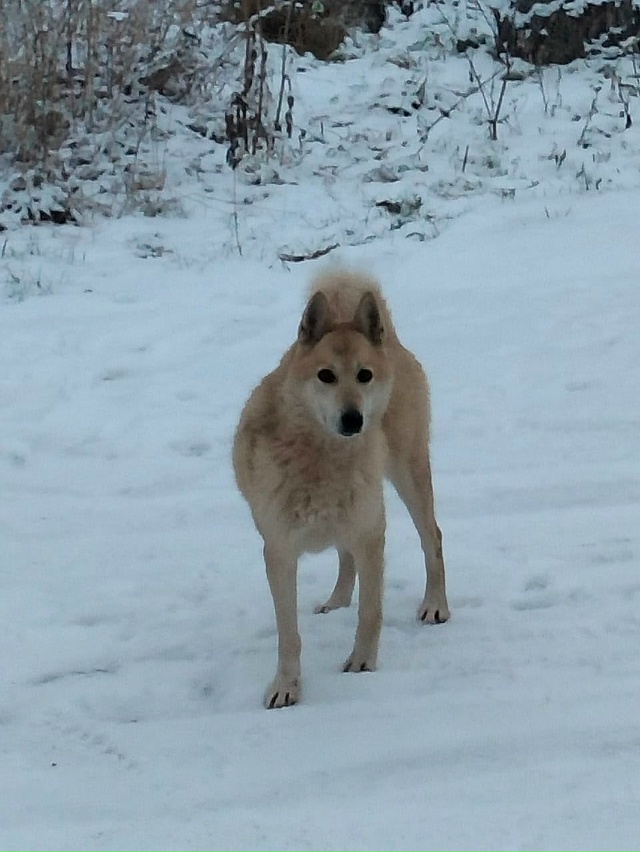 В деревне Карельская Масельга бегает собачка, жители е...