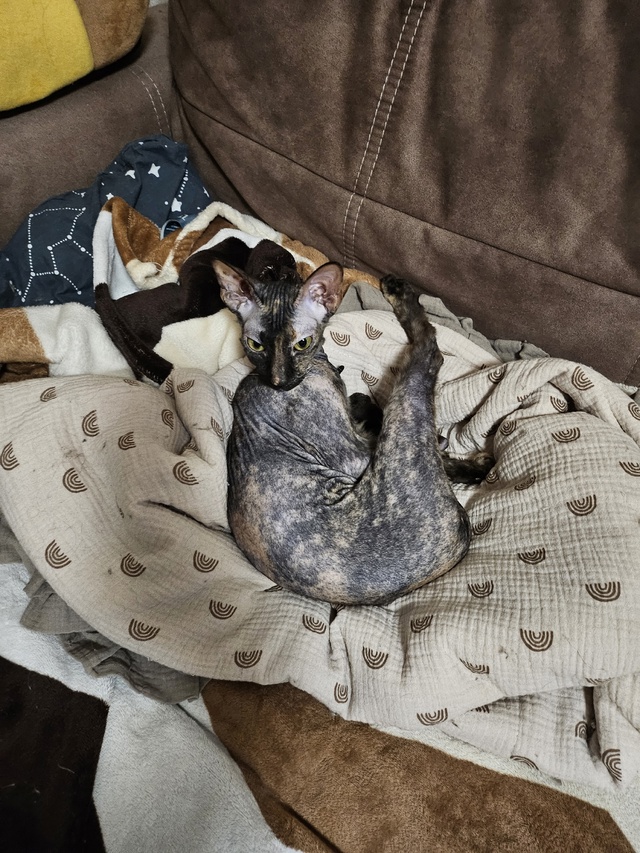 неугомонная бибизяна Никта