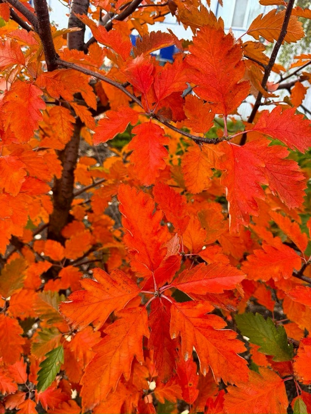 🎨 Краски осени в Свердловске
От подписчиков