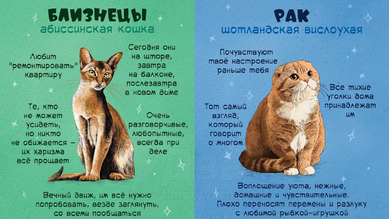 Российский астролог рассказал, какой вы кот по знаку зодиака
Ищем себя, кидаем друзьяшкам