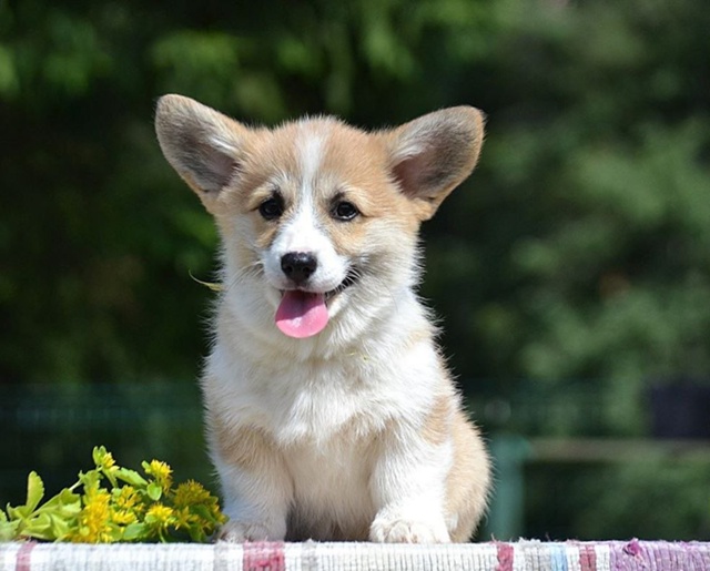 Продаются щенки породы Вельшкорги Пемброк девочки.Ро?...