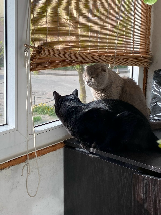 Здравствуйте!
Потерялся кот 🐱
Чёрного цвета, вес окол...