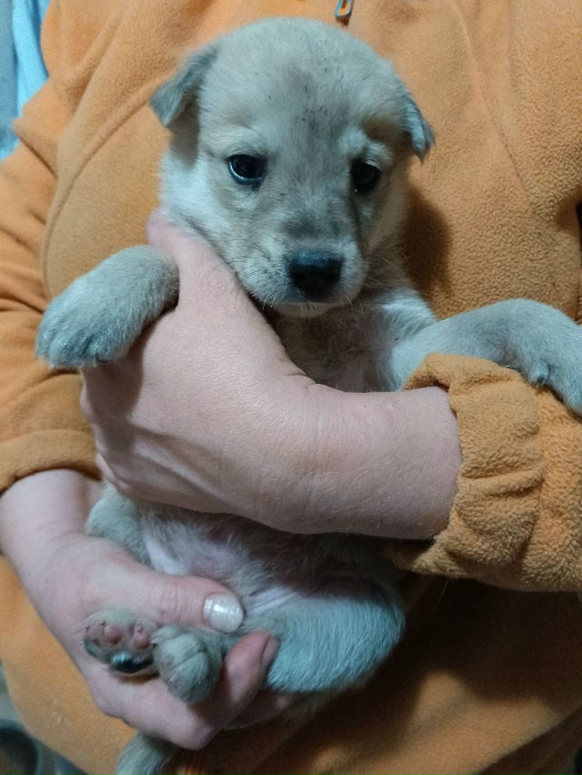 Ищем хозяев щенкам. Все кобели. Обработаны от блох и гл?...