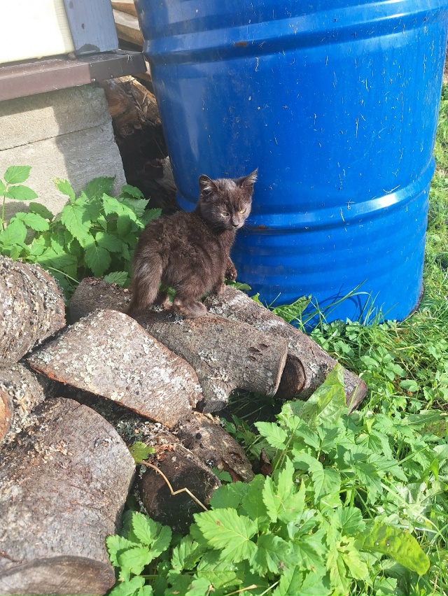 Добрый Вечер!
Может кому приглянётся пушистый малыш?
П?...