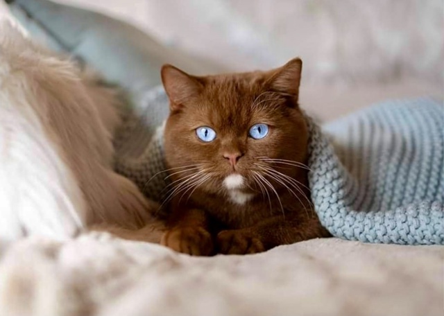 Шикарное сочетание!)