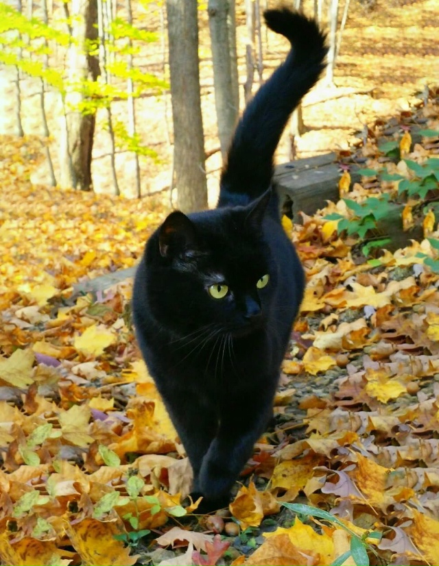 Пробник пантеры ! Домашний и симпатичный 😃