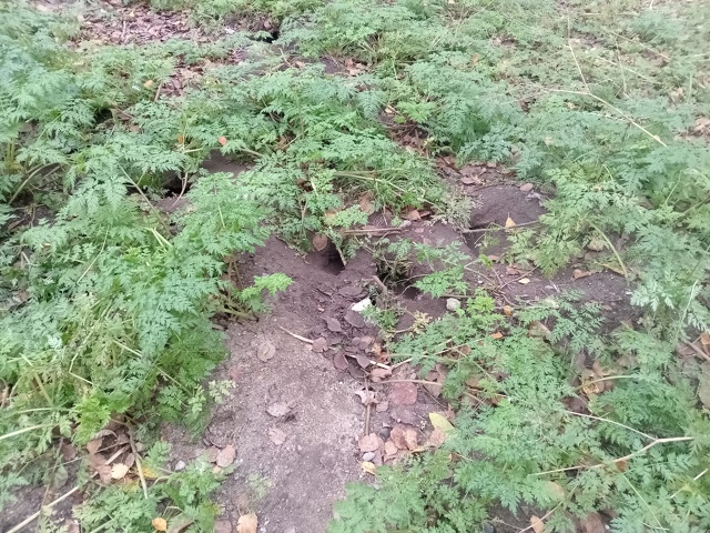 В начале лета на ул.Северной д.22 сделали контейнерную п...