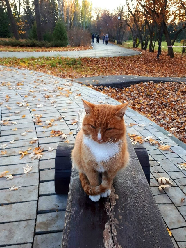 Осенний кот в ботаническом саду
Автор фото: [id143272715|Жам...