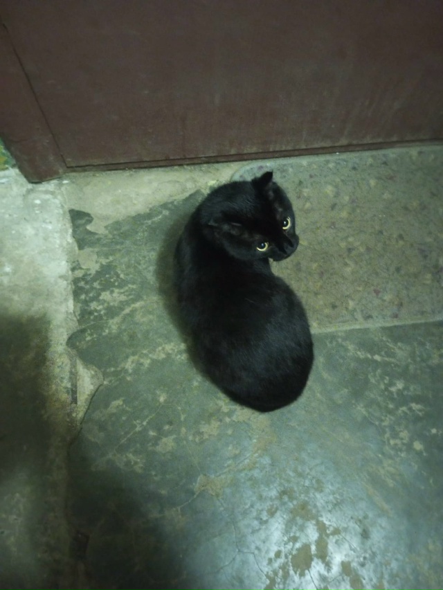 На юбилейной 6 во 2 подъезде прибился черный кот. Похоже...