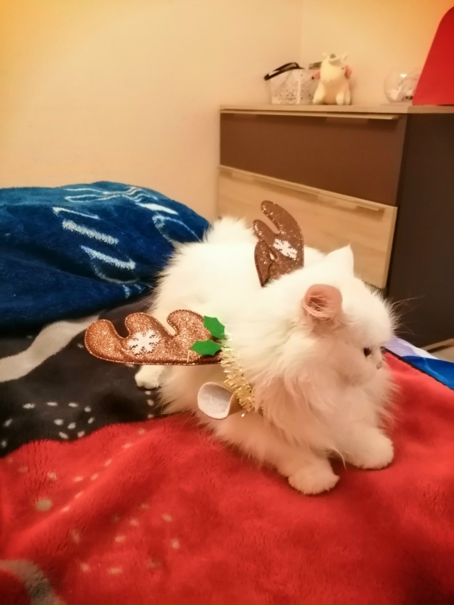 Мои кошечки