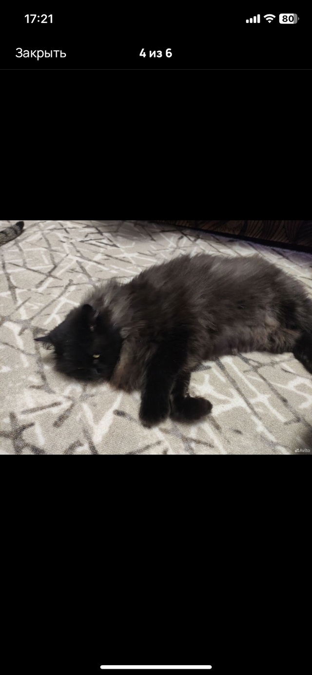 Добрый вечер, помогите пожалуйста найти кота, у знаком?...