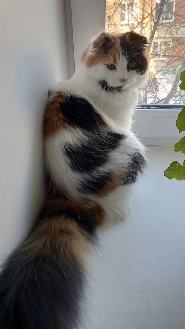 Сделал свою кошку из войлока, это вышло невыносимо мил?...