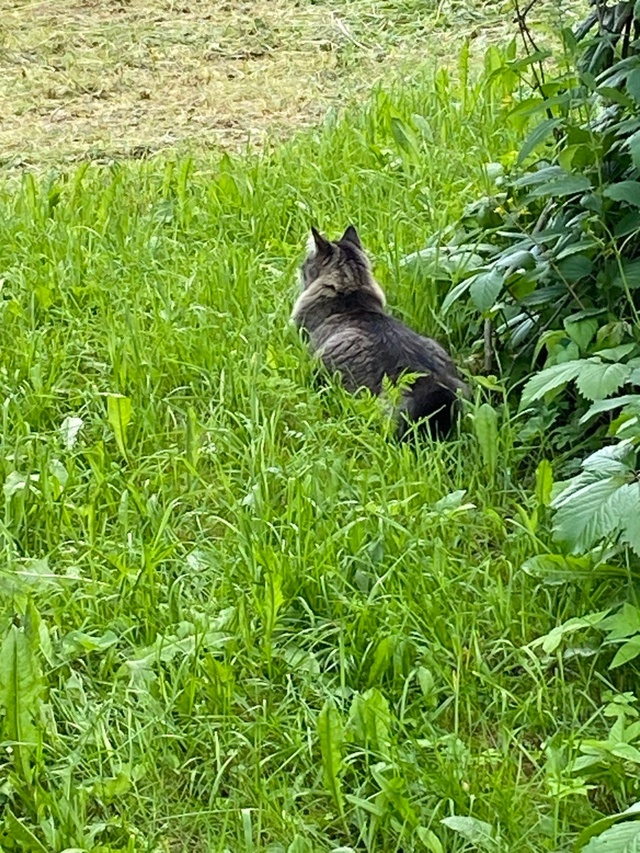 Фима, первый парень на деревне🔝😺