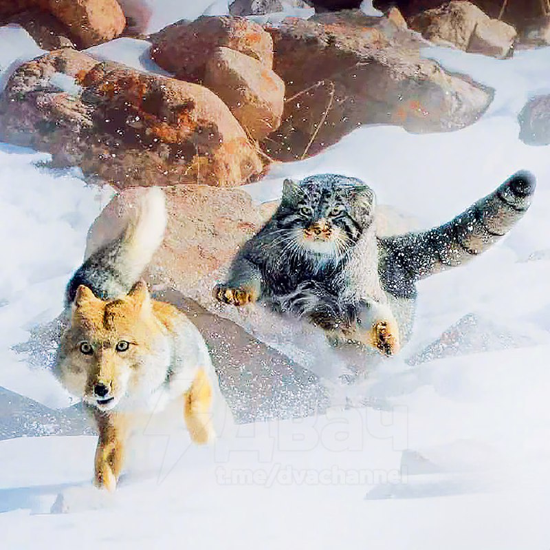 Тибетские лисы часто лезут в драку с другими животными, но почти всегда проигрывают
В Китае сняли,